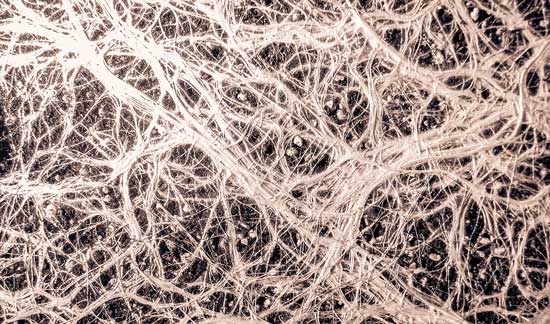 How Plants Farm Microbes for Food